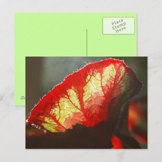 Rotes Blatt Postkarte (Vorne/Hinten)