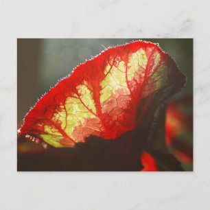 Rotes Blatt Postkarte