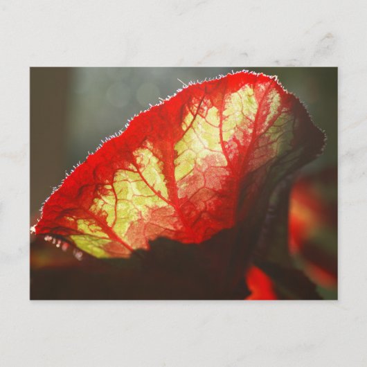 Rotes Blatt Postkarte (Vorderseite)