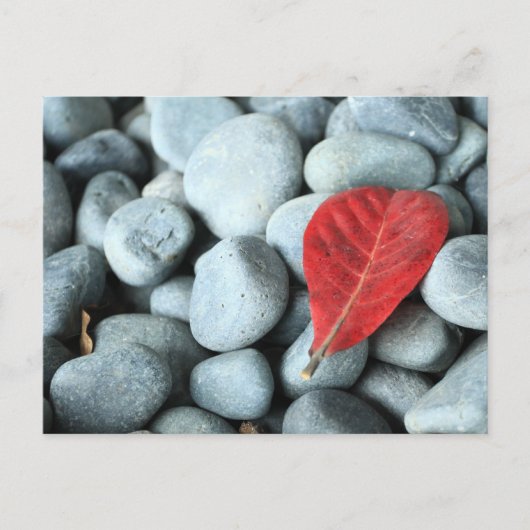 Rotes Blatt und Steine Postkarte (Vorderseite)