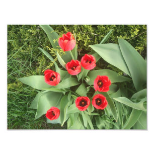 Rotes Blumen Fotodruck