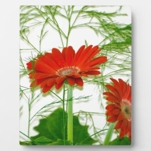 Rotes Blumen Fotoplatte