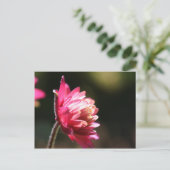 Rotes Blumen-Sonnenlicht-Blumenpostkarte Postkarte (Stehend Vorderseite)