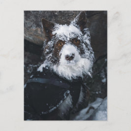 Rotes Border Collie mit schneebedecktem Gesicht im Postkarte