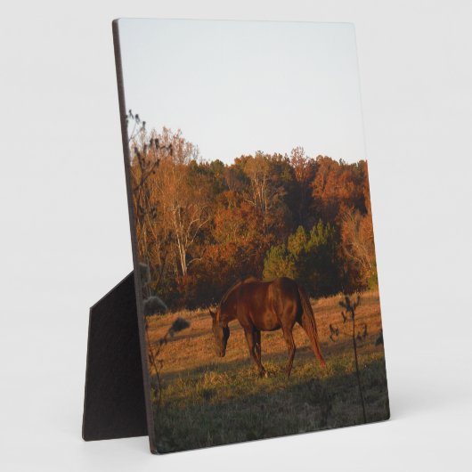 Rotes braunes Pferd, Herbstwald. Fotoplatte (Seite)