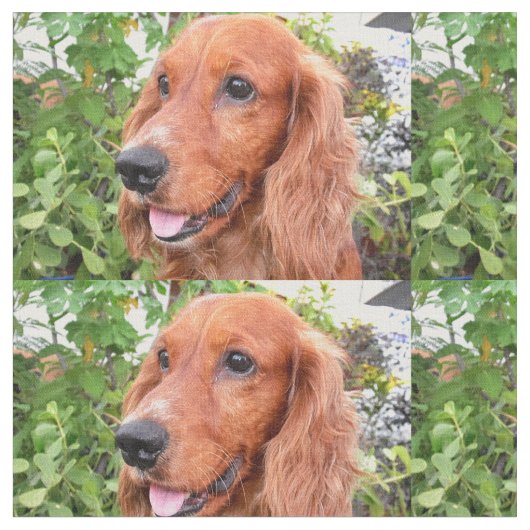 rotes cocker-spaniel-.png stoff (Nahaufnahme)