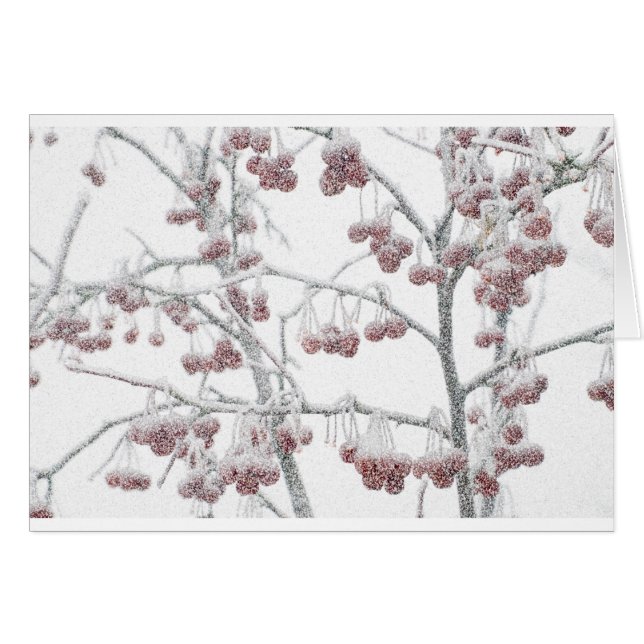 Rotes Crabapples im Schnee (Vorderseite (Horizontal))