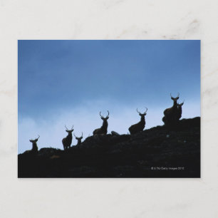 ROTES DEER (CERVUS ELAPHUS) SILHOUETT GEGEN POSTKARTE