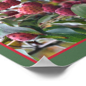 Rotes Dogwood Frucht Natur Abstrakt Poster (Ecke)