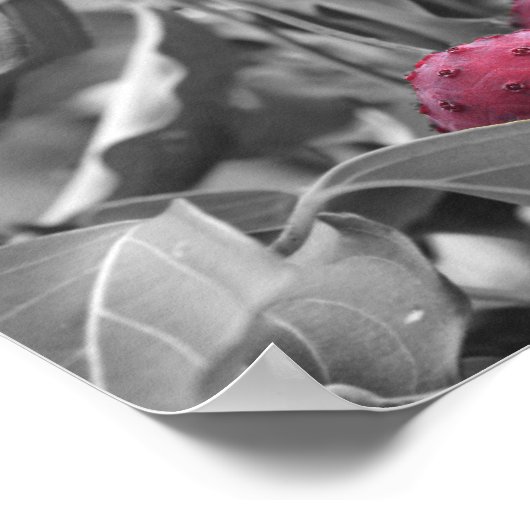 Rotes Dogwood Frucht teilweise Farbe Poster (Ecke)