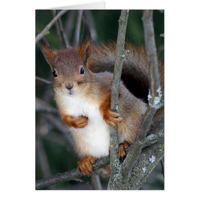 Rotes Eichhörnchen (Vorne)