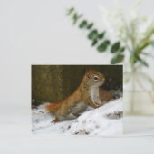 Rotes Eichhörnchen am Vogelfeeder Postkarte (Stehend Vorderseite)