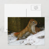 Rotes Eichhörnchen am Vogelfeeder Postkarte (Vorne/Hinten)