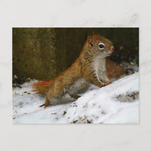 Rotes Eichhörnchen am Vogelfeeder Postkarte (Vorderseite)