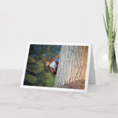 Rotes Eichhörnchen auf Baum Karte (Vorderseite)