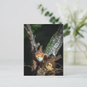 Rotes Eichhörnchen auf einem Baum Postkarte (Stehend Vorderseite)