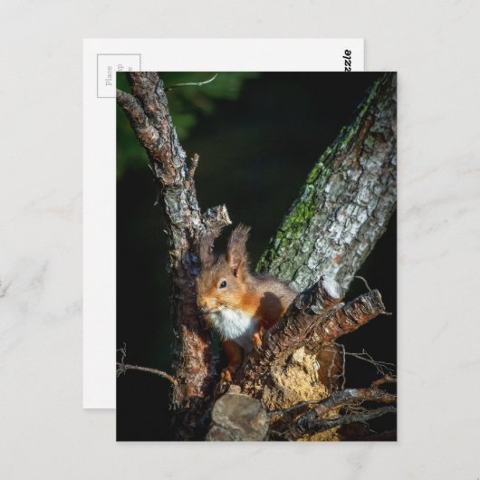 Rotes Eichhörnchen auf einem Baum Postkarte (Vorne/Hinten)