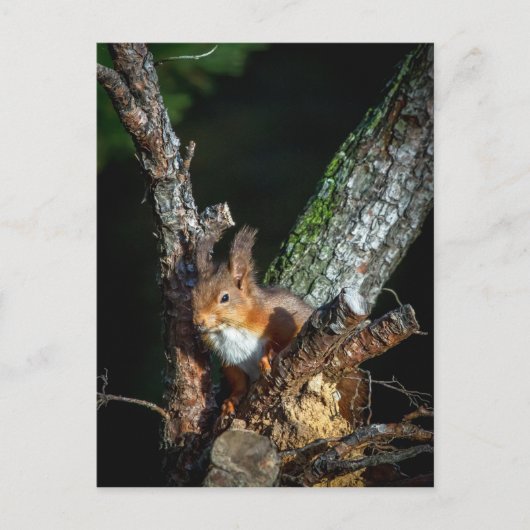 Rotes Eichhörnchen auf einem Baum Postkarte (Vorderseite)