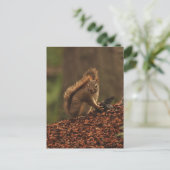 Rotes Eichhörnchen aus Debris Pile Postkarte (Stehend Vorderseite)