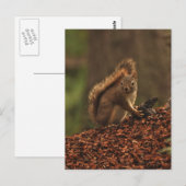 Rotes Eichhörnchen aus Debris Pile Postkarte (Vorne/Hinten)