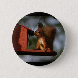 Rotes Eichhörnchen Button