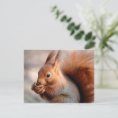 Rotes Eichhörnchen, das Haselnuss isst Postkarte (Stehend Vorderseite)