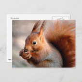 Rotes Eichhörnchen, das Haselnuss isst Postkarte (Vorne/Hinten)