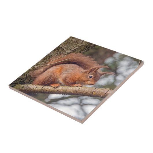 Rotes Eichhörnchen Fliese (Seite)