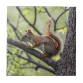 Rotes Eichhörnchen Fliese (Vorderseite)