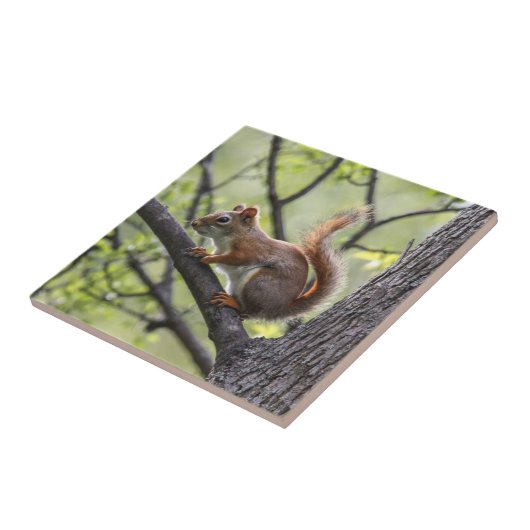 Rotes Eichhörnchen Fliese (Seite)