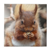 Rotes Eichhörnchen Fliese (Vorderseite)