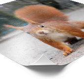 Rotes Eichhörnchen Fotodruck (Ecke)