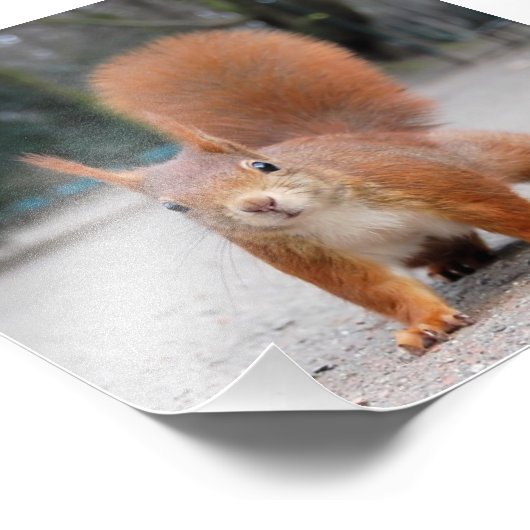 Rotes Eichhörnchen Fotodruck (Ecke)