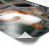 Rotes Eichhörnchen Fotodruck (Ecke)