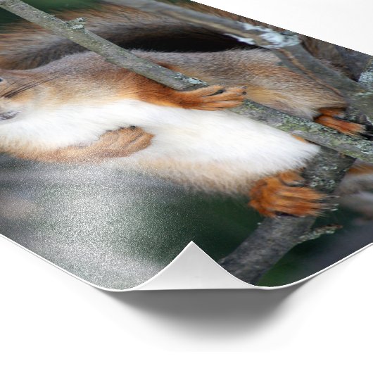 Rotes Eichhörnchen Fotodruck (Ecke)
