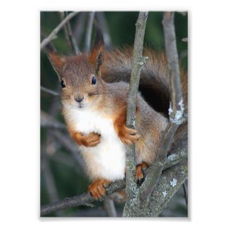 Rotes Eichhörnchen Fotodruck