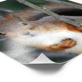 Rotes Eichhörnchen Fotodruck (Ecke)