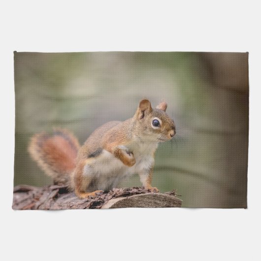 Rotes Eichhörnchen Geschirrtuch (Horizontal)