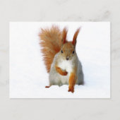 Rotes Eichhörnchen im Schnee Postkarte (Vorderseite)