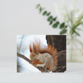 Rotes Eichhörnchen im Winter Fur Postkarte (Stehend Vorderseite)