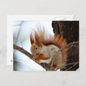 Rotes Eichhörnchen im Winter Fur Postkarte (Vorne/Hinten)