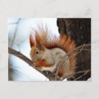 Rotes Eichhörnchen im Winter Fur