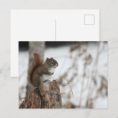 Rotes Eichhörnchen im Wintertime Foto Postkarte (Vorne/Hinten)