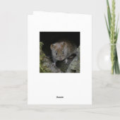 Rotes Eichhörnchen in einem Baum Karte (Rückseite)