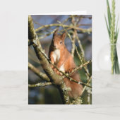 Rotes Eichhörnchen in einem Baum Karte (Vorderseite)