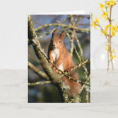Rotes Eichhörnchen in einem Baum Karte (Gelbe Blume)