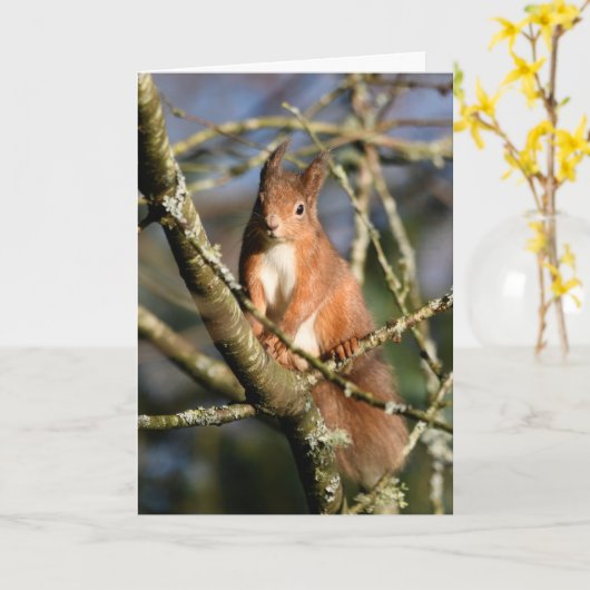 Rotes Eichhörnchen in einem Baum Karte (Gelbe Blume)