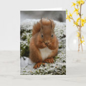 Rotes Eichhörnchen in Glenalmond Karte (Gelbe Blume)