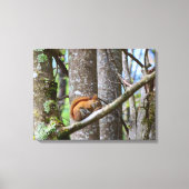 Rotes Eichhörnchen in Holz Leinwanddruck (Vorderseite)