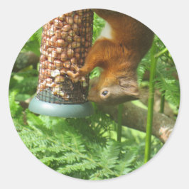 Rotes Eichhörnchen isst Nuts. Runder Aufkleber